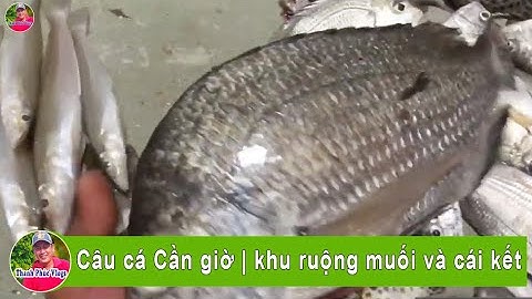 Kết quả câu cá cần giờ tại khu ruộng muối | dính cá tráp khổng lồ | Thanh Phúc Vlogs