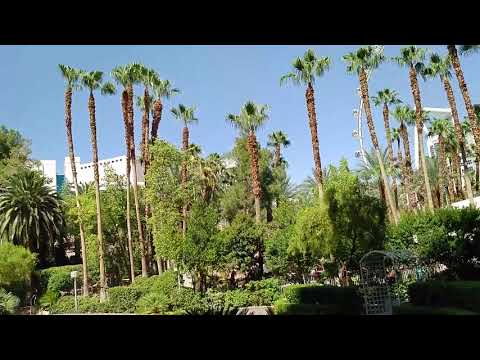 Video: Foto's van het zwembad in het Flamingo Las Vegas Hotel