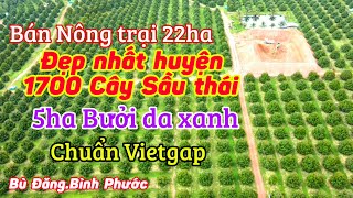 Bán nông trại 22 ha 1700 cây sầu riêng monthong 08 năm tuổi | Bù Đăng - Bình Phước
