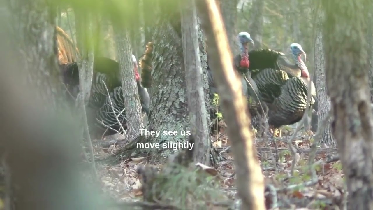 Cash's 1st Turkey Hunt (Three Toms Gobbling Their Heads Off!!)