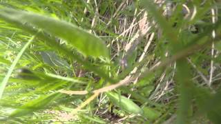 Vipera berus - Navadni gad - attack