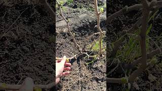 формирование рукавов винограда #виноград #формировкавинограда #дача #рукававинограда #огород #сад