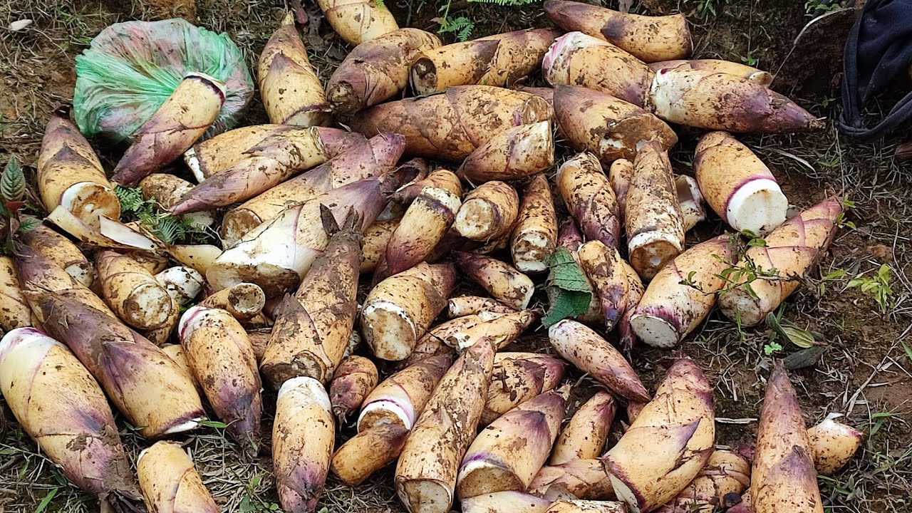 Vào rừng tìm măng vầu ngon chốn covid #măng