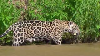 Wildlife tour of Pantanal with SouthWild Southwild Flotel Jaguar Suites
