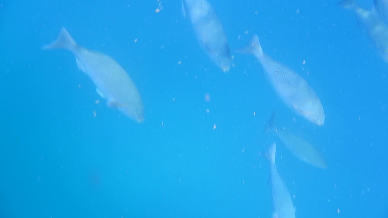 Brassy chub (Kyphosus vaigiensis)