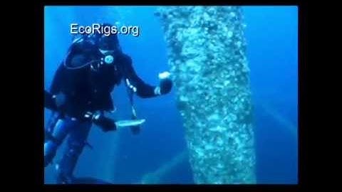 BP/Deep Water Horizon/ Macondo Legacy = Coral Reef Decimation