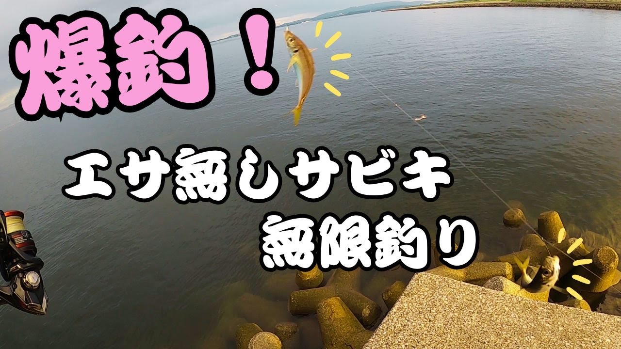 【三河湾】初めてのポイントでエギングのつもりがアジが爆釣で最高でした・・・