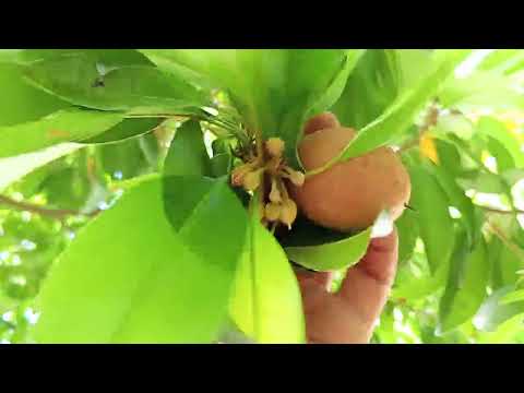 chico fruit tree i checked if there is ripe