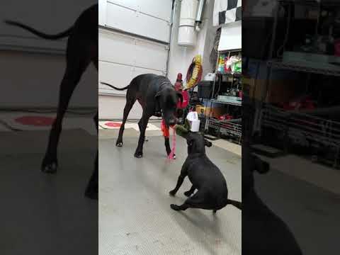 Patterdale vs Dane