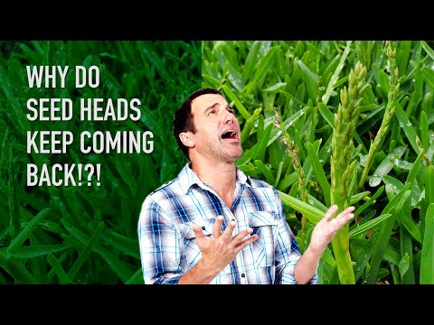 Seed heads | Why are they occurring and why do they keep coming back?