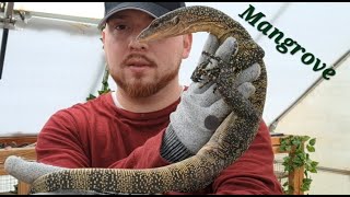 My secret🤫MANGROVE MONITOR🦎Taming/Feeding/Handling Tips all for you Now😉mangrove monitor Care bonus