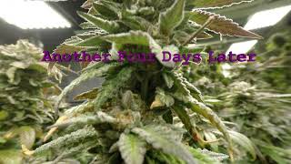 Grow Tent Medical LED Grow Round 2, Part 10 Candyland Final Days