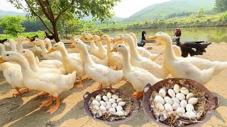 How To Raise Ducks For Business On Poultry Farming - Raising free range ducks - Ducks Farming