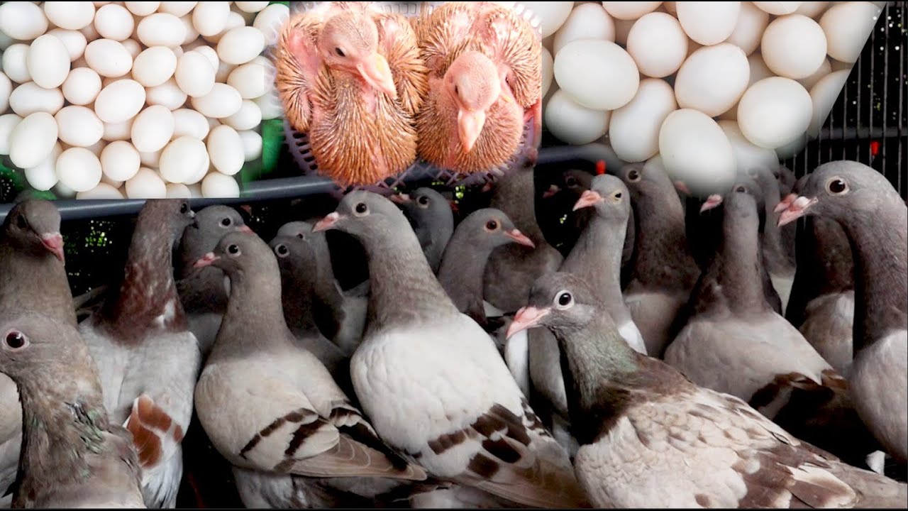 Bí kíp ép để chim Bồ Câu siêu đẻ trứng 25 lứa một năm, vét hết sạch trứng trong 3 năm nuôi