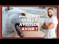 Comment apprendre a son chien à ne pas mordiller ?