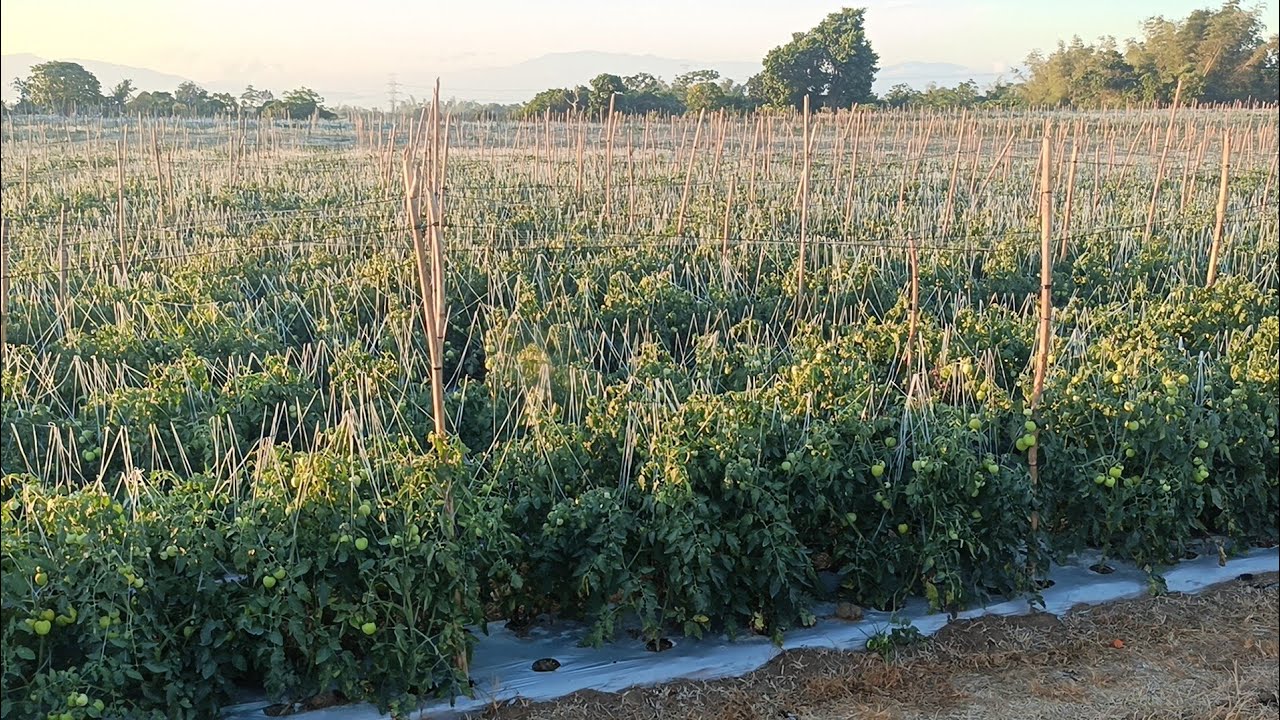 Garnet f1 na kamates 🍅 Lahat na bunga ay malaki 👍