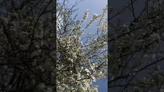 Mevsim bahar konum 📍 Adana/saimbeyli @osmantanjuguneri383 @dikkatcekenyasamlar @gezentimsah ​#doğa