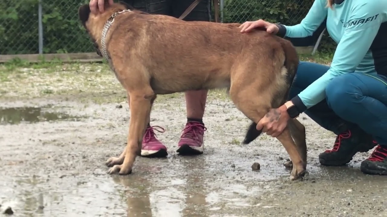 Kynopathie Einblick Praxis