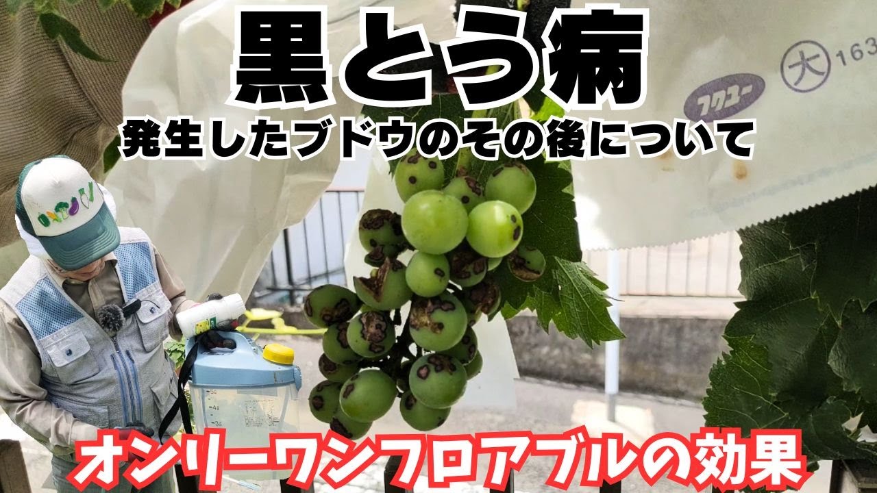 黒とう病が発生したブドウのその後について【巨峰】【オンリーワンフロアブル】2024年7月7日　7月22日　8月17日　12月2日