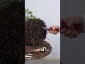 El arte secreto de los bonsáis