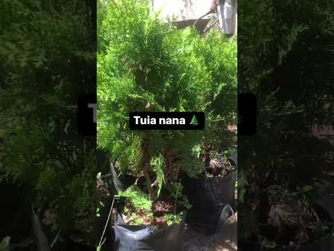 Vídeo: Plantas domésticas coníferas: descrição, cuidados