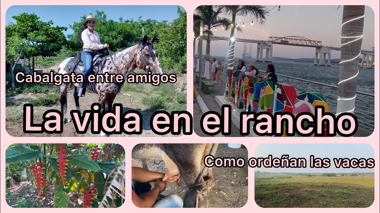 Fin de semana en un rancho/así ordeñan las vacas/cabalgata entre amigos