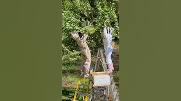 Catching our First Swarm! #beekeeper #beekeeping #beeswarm #savethebees #swarm #beehive