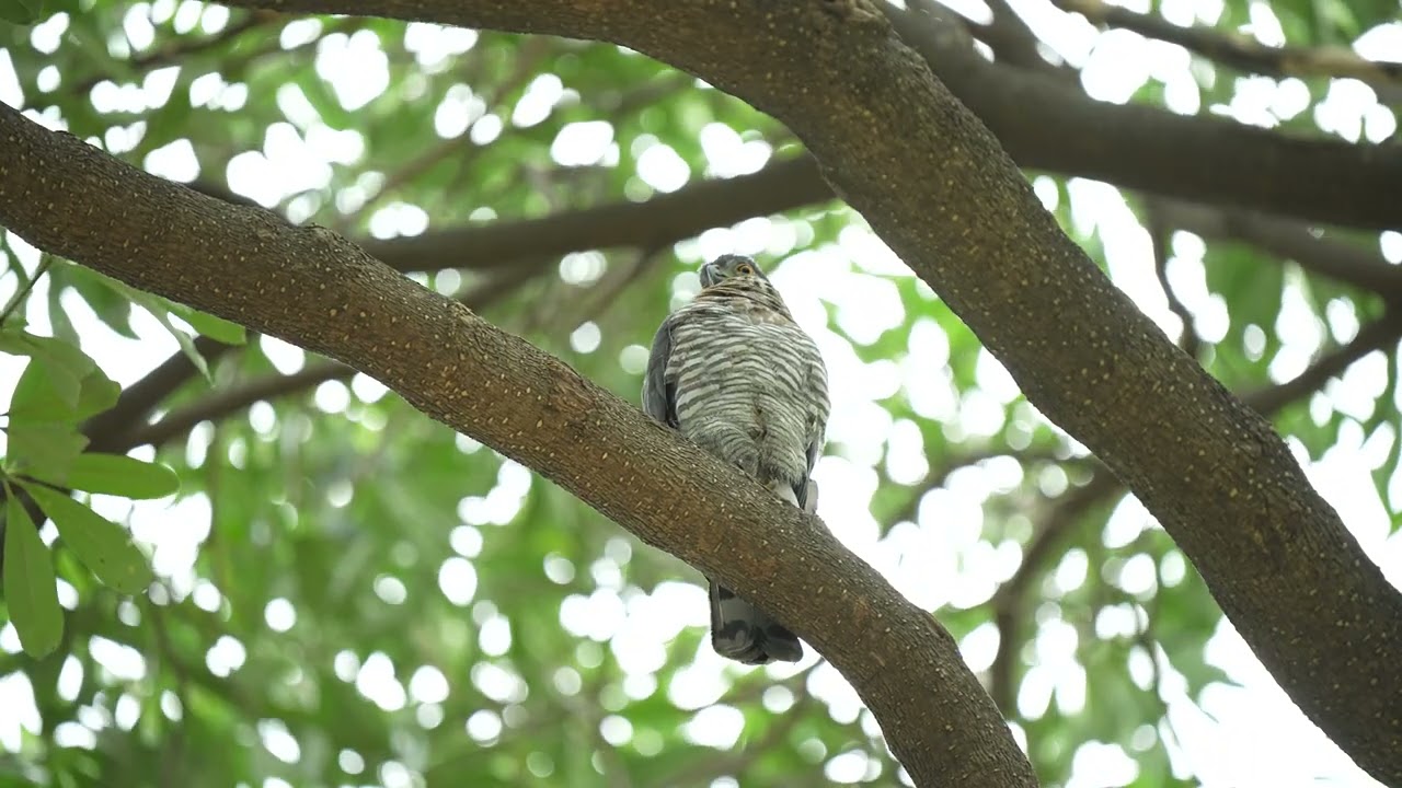 鳳頭蒼鷹(Crested Goshawk)，整理羽毛。