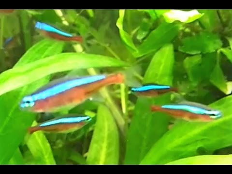 cardinal tetras tropical fish