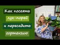 Как посеять лук-порей и пересадить гортензию