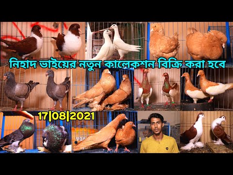 ভিডিও: ম্যাগপি - পরিযায়ী পাখি নাকি?