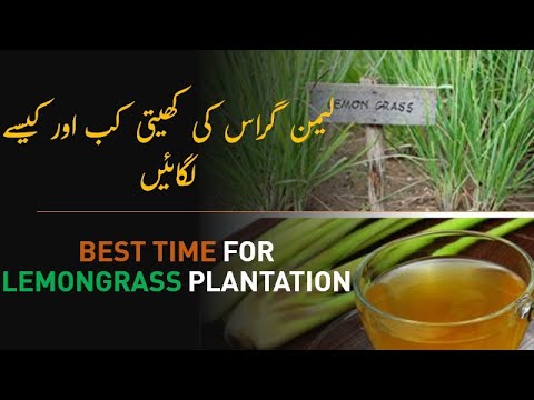 Best time for Lemongrass Tea Plantation in Pakistan|لیمن گراس کی کھیتی کب اور کیسے لگائیں