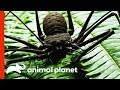 Fearsome-Looking Whip Spider Sheds Its Exoskeleton | Weird, True and Freaky