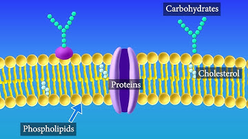 Cell Membrane Structure and Function