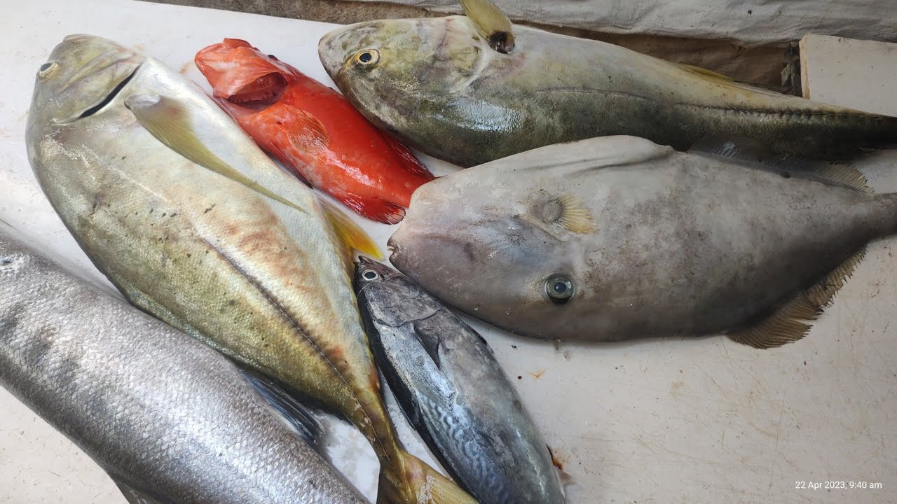 LEATHER JACKET/ முழுவன் / EXPORT QUALITY FISH #wholesalemarket #seafood ...