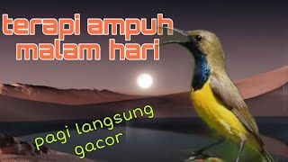 Terapi sogon malam hari 🔥 langsung pagi gacorr 