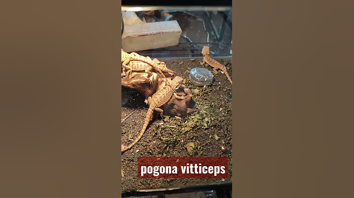 Baby Pogona vitticeps / Bearded dragons #shorts #reptiles #lizard #beardeddragon  #australianlizard