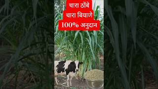 चारा बियाणे व चारा ठोंबे पशुपालकासाठी चारा बियाणे ठोंबे पुरवठा योजना #governmentscheme #marathinews