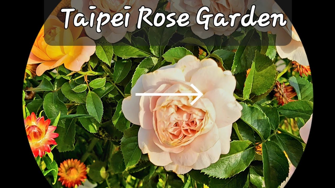 Taipei Rose Garden/ 