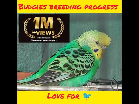 Budgies breeding progress