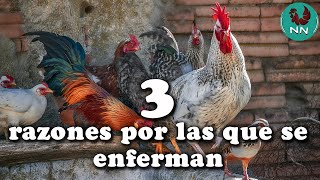 3 razones por las que tus gallinas, gallos y pollitos se enferman