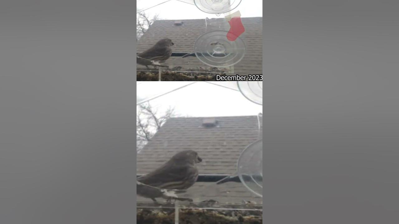 Avian Harmony Unleashed: Palouse Region Timelapse Delight - YouTube