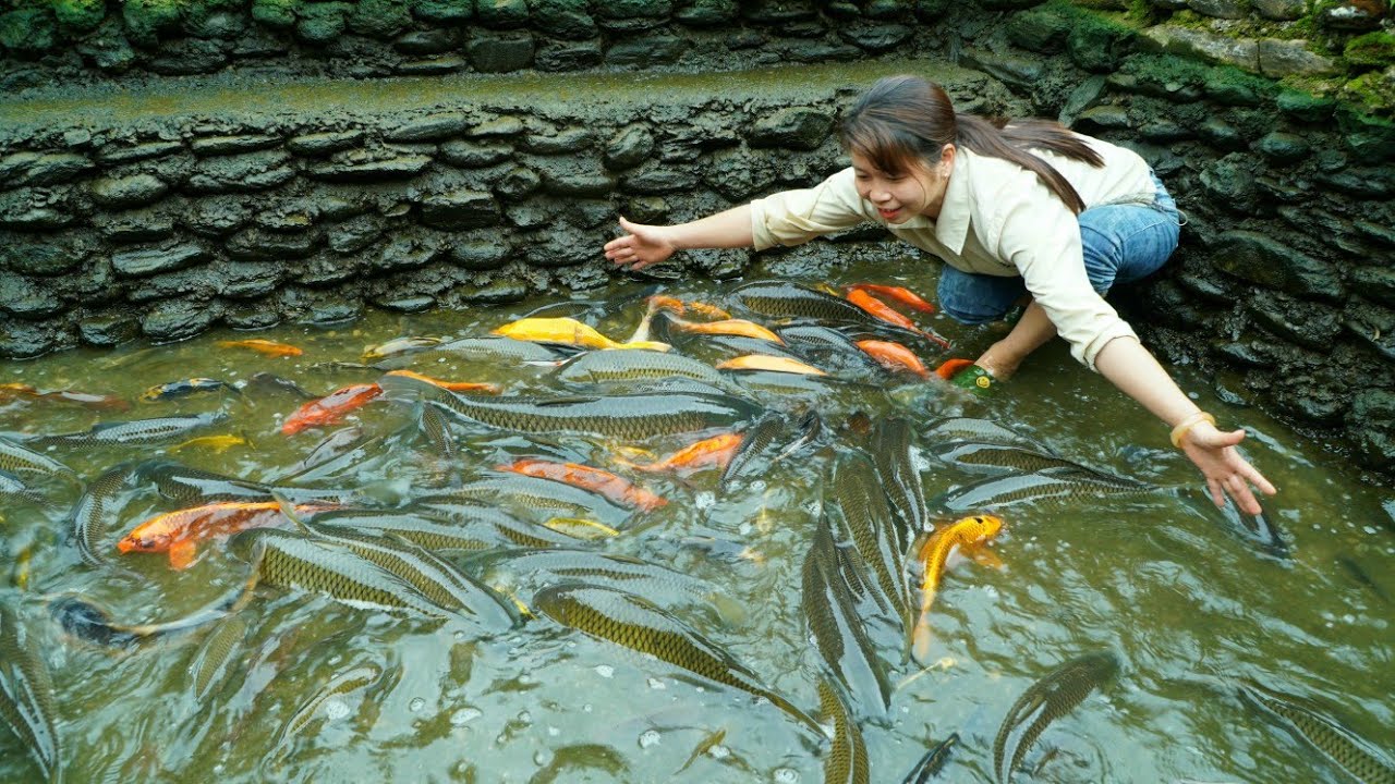 How to create breed fish on a farm - Phùng Thị Chài