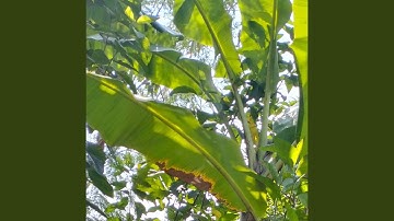 Beyawak sawah