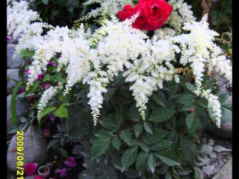 МОЙ САД.wmv
