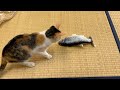 踊る魚に塩対応する三毛猫三姉妹！