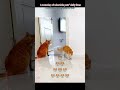 #foryou #cat #pets