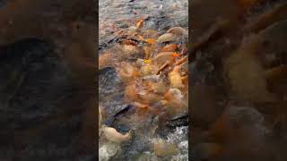 Fish Feeding ASMR Sound in fish pond