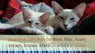 14 Interesting Things You Should Know About Javanese Cat