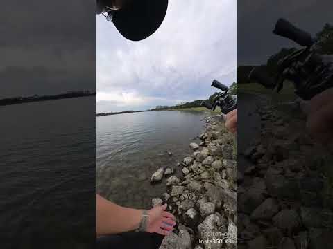 Unexpected take by peacock bass. BFS fishing 2.5g spoon. Nice fight! First video with Insta360 X3!